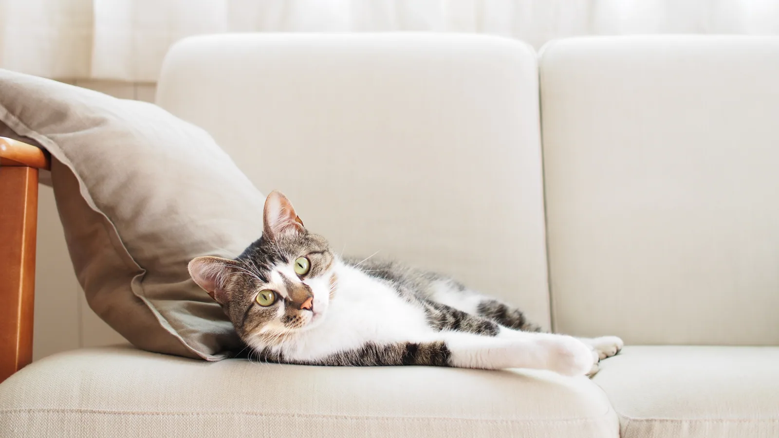 Illustration of a home veterinary visit